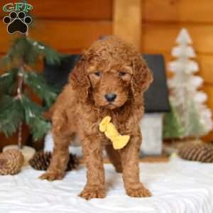 Blaze, Goldendoodle Puppy